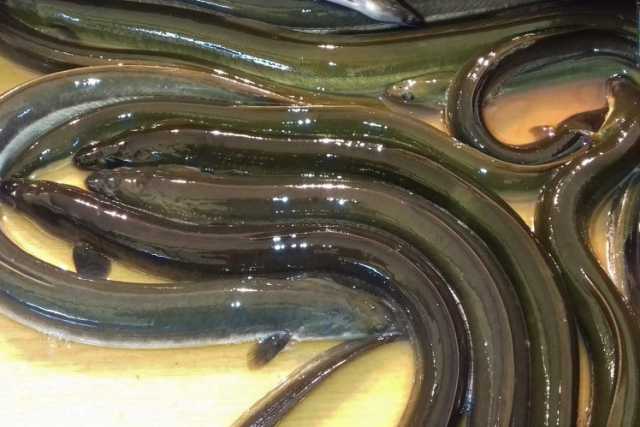 Bari, non � cenone di Natale senza capitone: ma perch� si mangia proprio questo pesce?